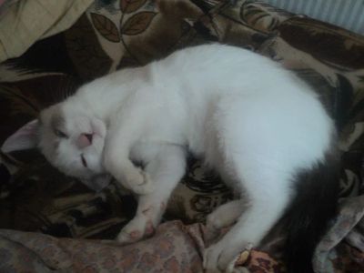 Лот: 3100486. Фото: 1. Беленькие котята даром!. Кошки, котята