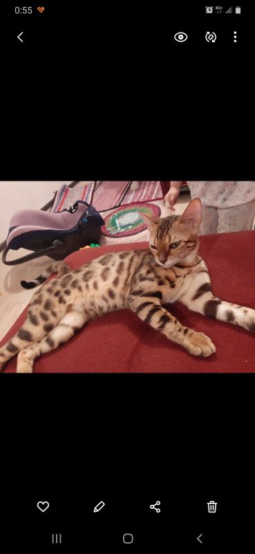Лот: 20798203. Фото: 1. Кошка бенгальская 8мес. Кошки, котята