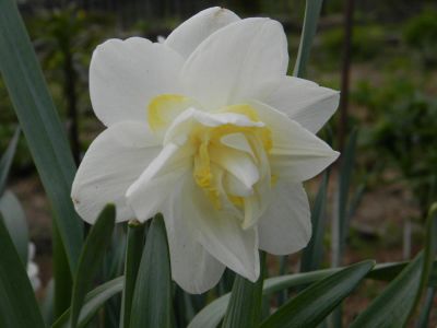 Лот: 5659804. Фото: 1. Нарцисс махровый "Уайт Лион". Другое (семена, рассада, садовые растения)