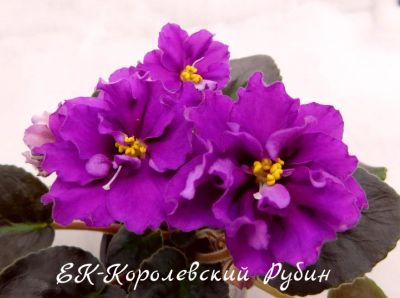 Лот: 8474137. Фото: 1. Фиалка сортовая ЕК-Королевский... Горшечные растения и комнатные цветы
