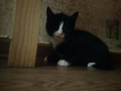 Лот: 10706591. Фото: 1. Котята. Кошки, котята