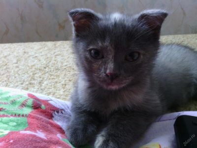 Лот: 4315828. Фото: 1. Кошечка чудесного окраса. Кошки, котята