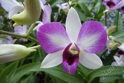 Лот: 2001910. Фото: 1. Орхидея Dendrobium (Two & Tone... Горшечные растения и комнатные цветы