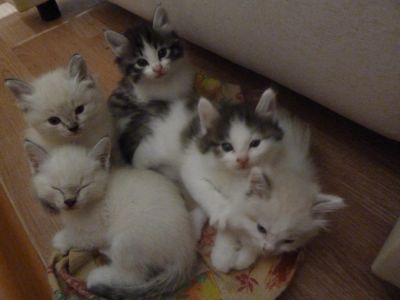 Лот: 5058260. Фото: 1. Котята. Кошки, котята