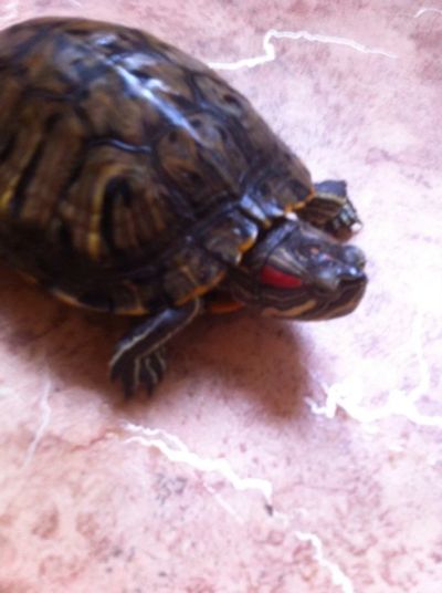 Лот: 5144417. Фото: 1. Красноухая черепаха . Девочка... Другое (растения и животные)