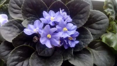 Лот: 9090640. Фото: 1. Фиалка сортовая Rhapsodie Clementine... Горшечные растения и комнатные цветы