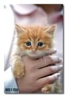 Лот: 6700002. Фото: 1. Подарю огенно рыжего котенка с... Кошки, котята