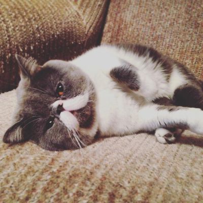 Лот: 7946832. Фото: 1. Продам кота экзота (экзотическая... Кошки, котята