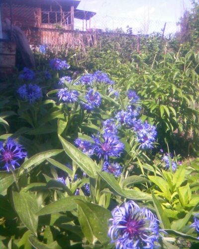 Лот: 7321893. Фото: 1. Василек горный «Violetta» (садовый... Садовые цветы