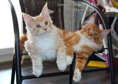 Лот: 5399275. Фото: 1. Котята породы мейн-кун из питомника... Кошки, котята