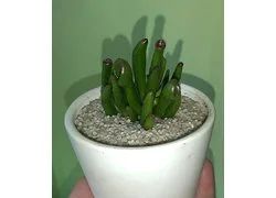 Лот: 17275069. Фото: 1. Крассула овата Коралл Crassula... Горшечные растения и комнатные цветы