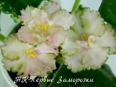 Лот: 8485921. Фото: 1. Продам лист сортовой фиалки НК-Первые... Горшечные растения и комнатные цветы