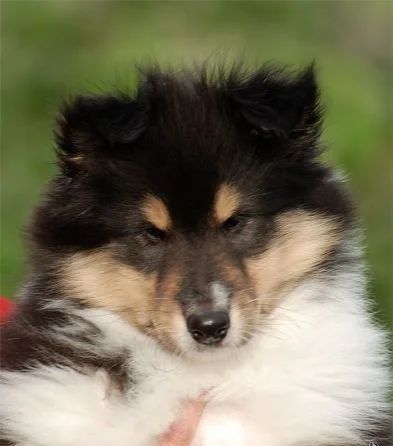 Лот: 3272331. Фото: 1. Щенки колли. Собаки, щенки