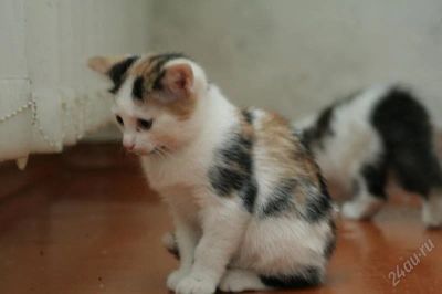 Лот: 2306418. Фото: 1. Игривый пушистик, трех-цветный... Кошки, котята