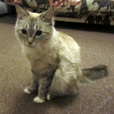 Лот: 2455011. Фото: 1. кошка киска. Кошки, котята