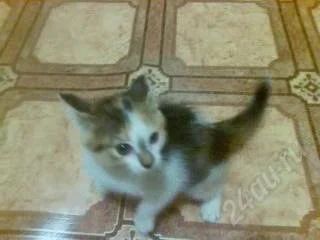 Лот: 1507789. Фото: 1. Кошечка. Кошки, котята