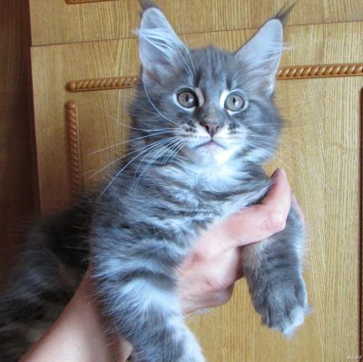 Лот: 14000721. Фото: 1. Котенок Мейн-Кун. Кошки, котята