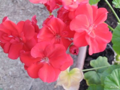 Лот: 13791651. Фото: 1. Пеларгония (герань) красная. Горшечные растения и комнатные цветы