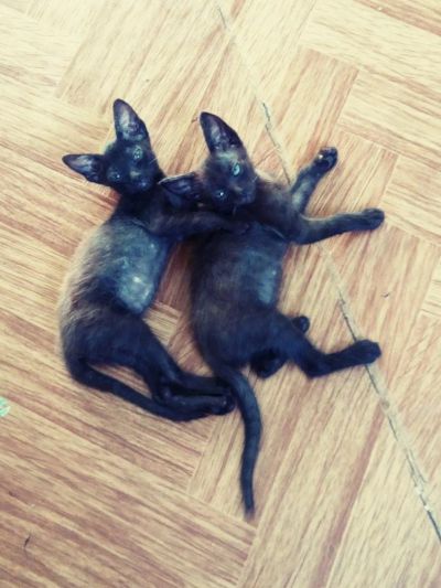Лот: 9917491. Фото: 1. Котята донских сфинксов. Кошки, котята