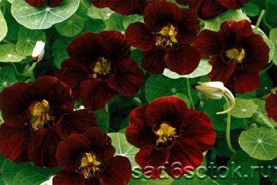 Лот: 12955079. Фото: 1. Семена настурции вьющейся махровой... Садовые цветы