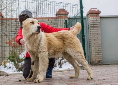 Лот: 5568098. Фото: 1. Для охраны, для дома, для семьи... Собаки, щенки