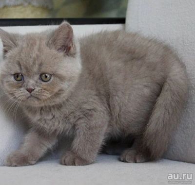 Лот: 13725082. Фото: 1. Лиловая британская кошечка 1,5... Кошки, котята