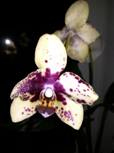 Лот: 5261470. Фото: 1. орхидея фаленопсис (отцвела недавно... Горшечные растения и комнатные цветы