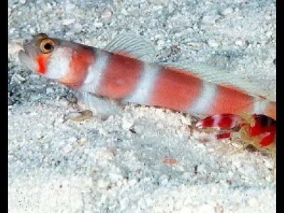 Лот: 5195502. Фото: 1. Розовополосый бычок (Pinkbar goby... Рыбки