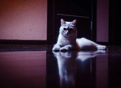 Лот: 9960533. Фото: 1. Котята невской маскарадной. Кошки, котята