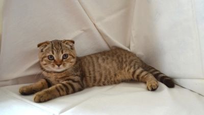 Лот: 4247380. Фото: 1. Шотландская вислоухая принцесса... Кошки, котята