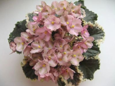 Лот: 3535753. Фото: 1. Фиалка Wild irish rose - детка... Горшечные растения и комнатные цветы