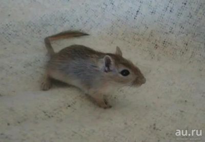 Лот: 9552868. Фото: 1. Монгольские песчанки. Остальные животные