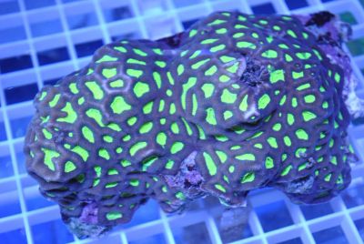 Лот: 5957630. Фото: 1. Коралл ананасовый (Favites "Vendida... Моллюски, ракообразные, кораллы