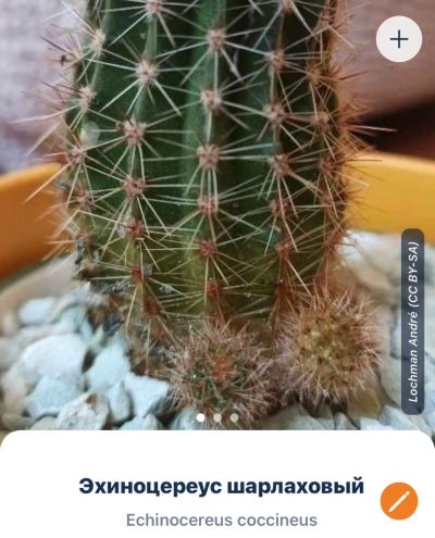 Лот: 25849100. Фото: 1. Кактус Эхиноцереус шарлаховый... Горшечные растения и комнатные цветы