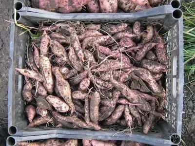 Семена Картофеля Батат Купить