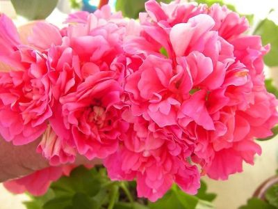 Лот: 6975613. Фото: 1. Плющелистная пеларгония Pink Gay... Горшечные растения и комнатные цветы