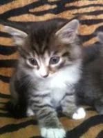 Лот: 3562481. Фото: 1. Отдам котят. Кошки, котята