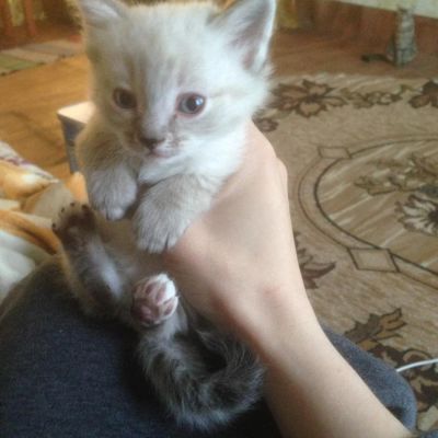Лот: 7458580. Фото: 1. Котята. Кошки, котята
