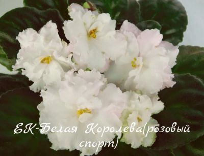 Лот: 8474020. Фото: 1. Фиалка сортовая ЕК-Белая Королева... Горшечные растения и комнатные цветы