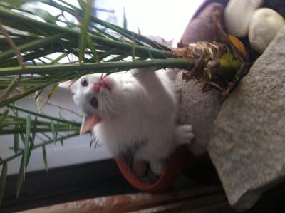 Лот: 3549671. Фото: 1. Отдам котенка девочку в ответственные... Кошки, котята