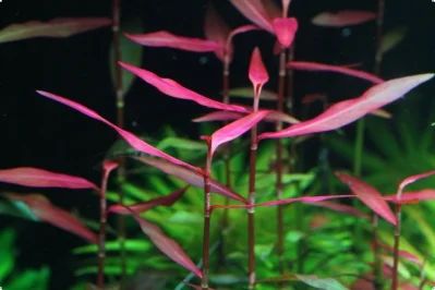 Лот: 7338213. Фото: 1. Polygonum sp.ред. Водные растения