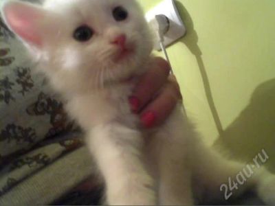 Лот: 598019. Фото: 1. Котик. Остальные животные