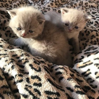 Лот: 9433790. Фото: 1. Британские котята. Кошки, котята