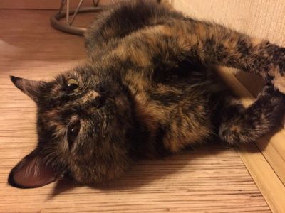 Лот: 11309535. Фото: 1. Ляфа де Мяруа))) Кошка в добрые... Кошки, котята