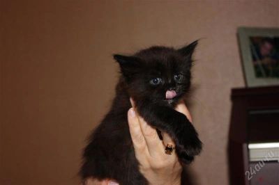 Лот: 1829425. Фото: 1. Кобаньера. Кошки, котята