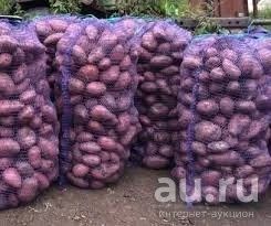 Лот: 13778401. Фото: 1. Семена картофеля,сорт Розара. Овощи