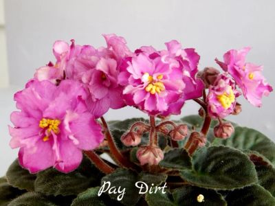 Лот: 6148835. Фото: 1. Минифиалка сортовая Pay Dirt... Горшечные растения и комнатные цветы