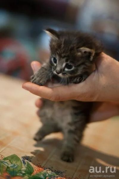 Лот: 8189970. Фото: 1. Полосатый котенок. Кошки, котята