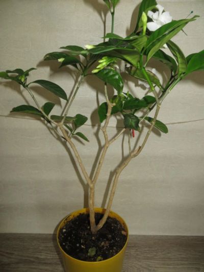 Лот: 9091317. Фото: 1. Табермонтана. Горшечные растения и комнатные цветы