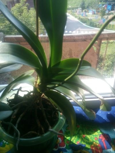 Лот: 16355466. Фото: 1. Семь взрослых орхидей. Горшечные растения и комнатные цветы